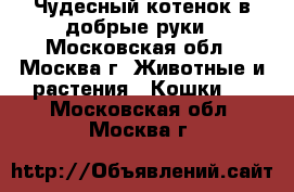 Чудесный котенок в добрые руки - Московская обл., Москва г. Животные и растения » Кошки   . Московская обл.,Москва г.